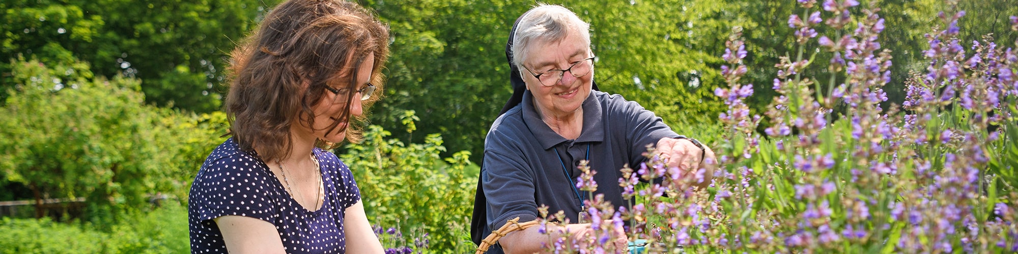 Schwester Reingard Memmel arbeitet mit einer Ehrenamtlichen im Heilkräutergarten und schneidet Lavendel. Der Kräutergarten ist einer der größten Deutschlands.