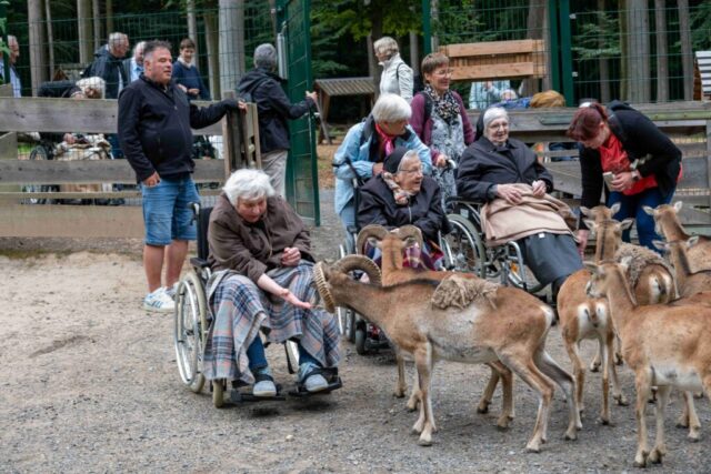 Seniorinnen im Rollstuhl füttern Ziegen im Gehege.