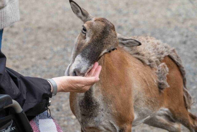 Eine Ziege frisst aus einer Hand.
