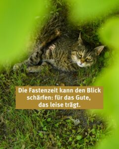 Blick von oben durch Baumblätter auf die Klosterkatze.